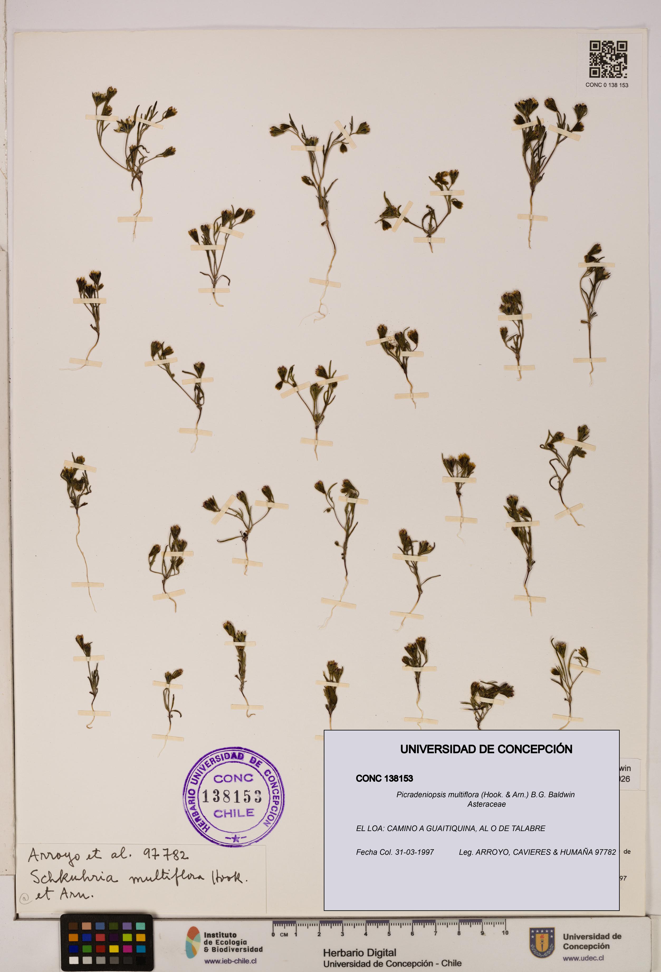 Picradeniopsis multiflora [Espécimen: ]