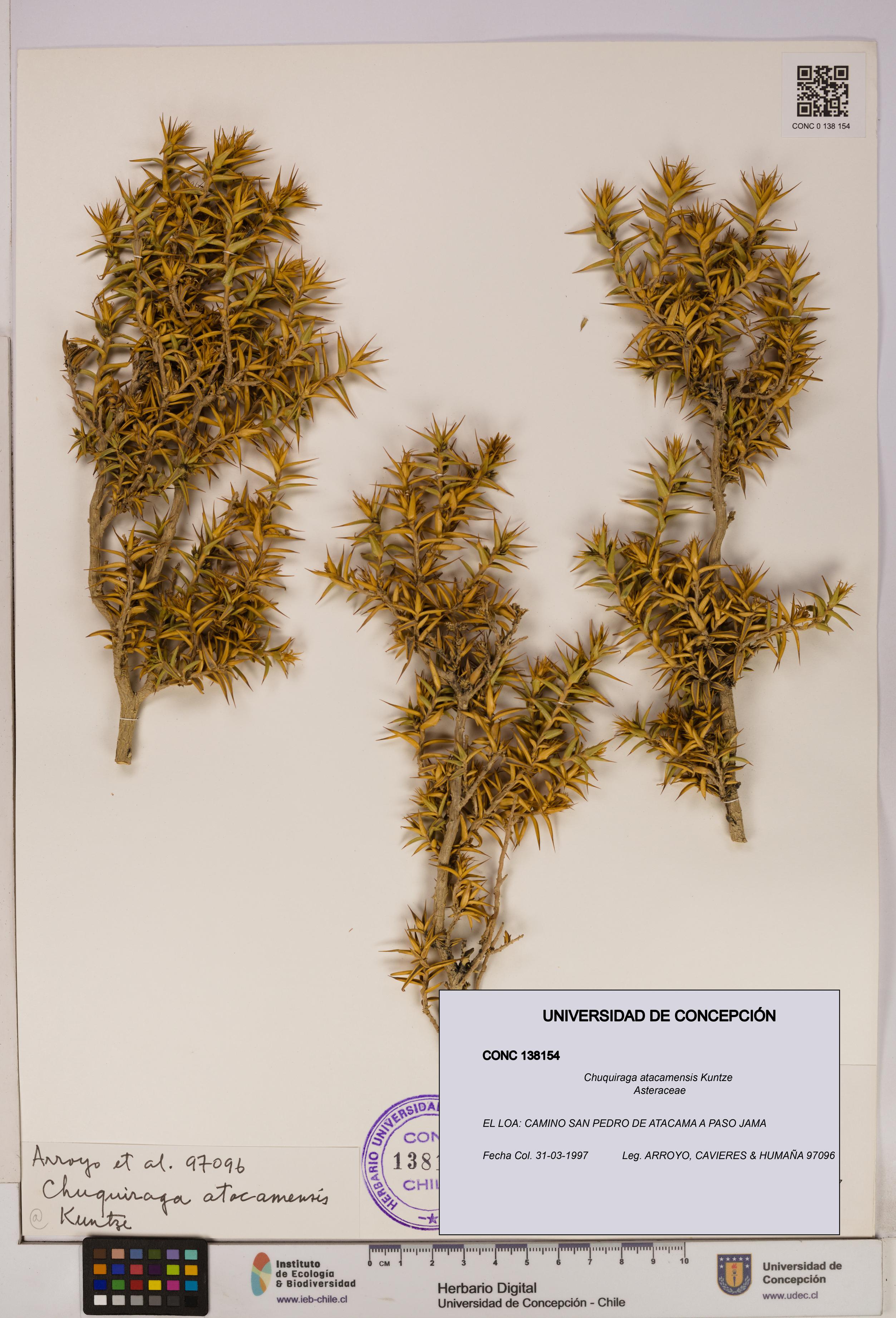 Chuquiraga atacamensis [Espécimen: UDEC:CONC:0138154]