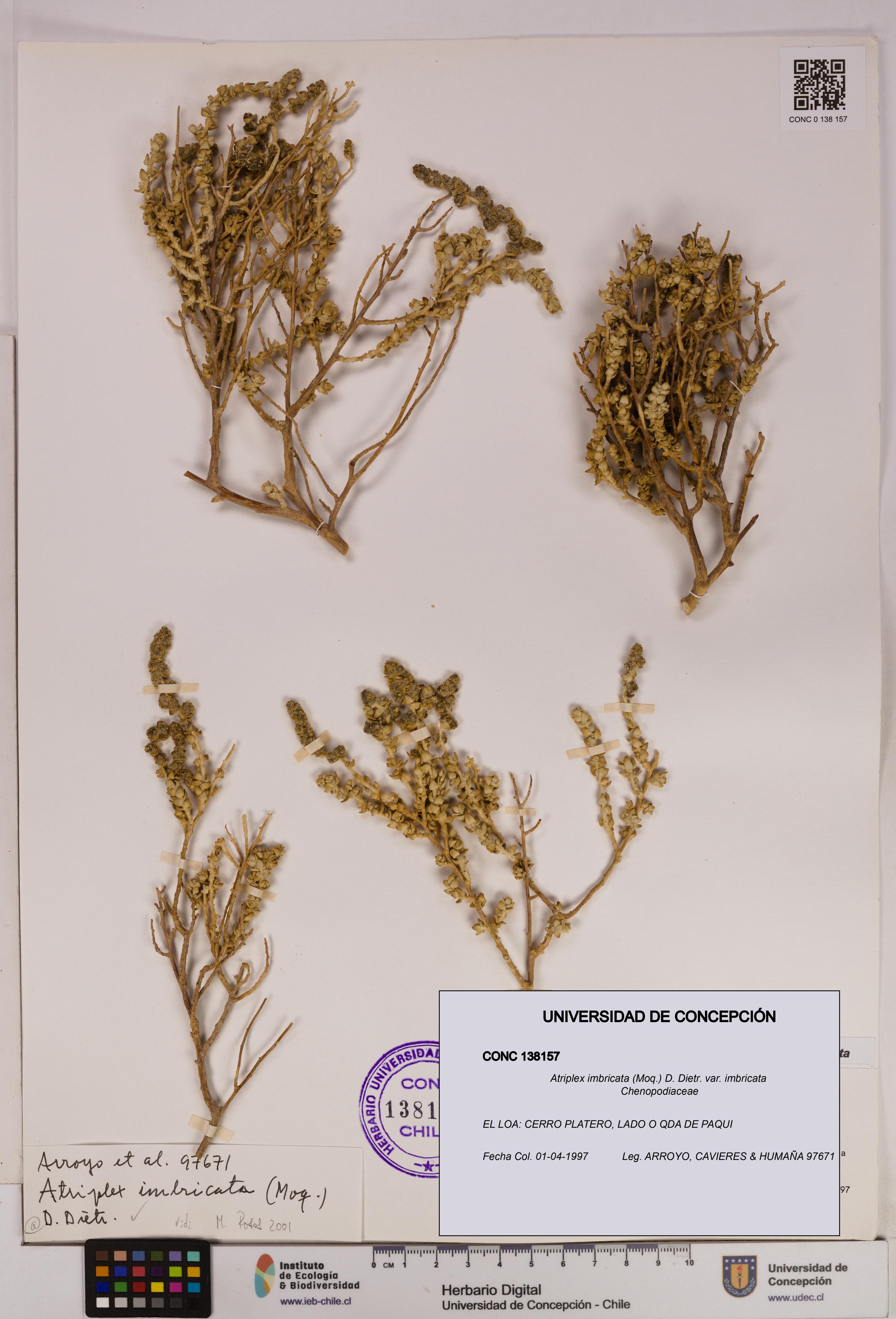 Atriplex imbricata [Espécimen: UDEC:CONC:0138157]