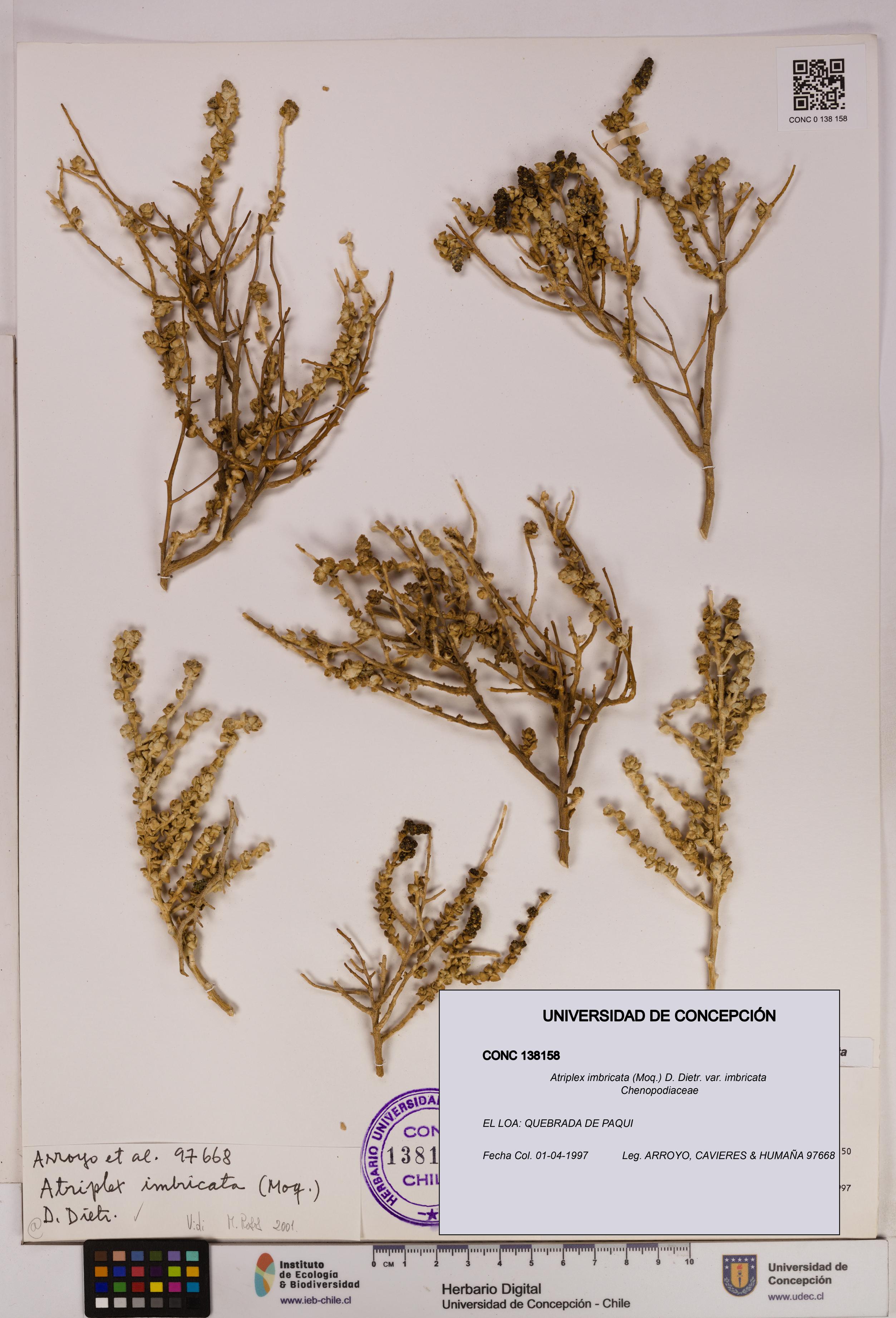 Atriplex imbricata [Espécimen: UDEC:CONC:0138158]