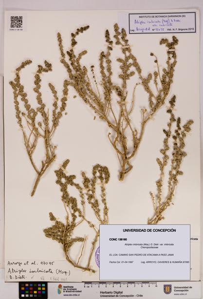 Atriplex imbricata [Espécimen: UDEC:CONC:0138160]