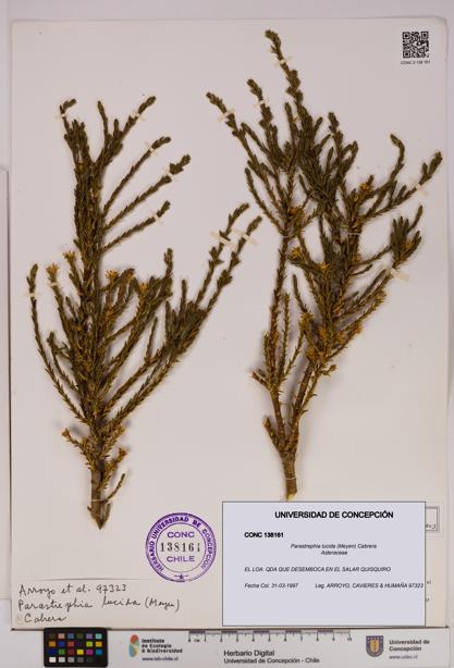 Parastrephia lucida [Espécimen: UDEC:CONC:0138161]