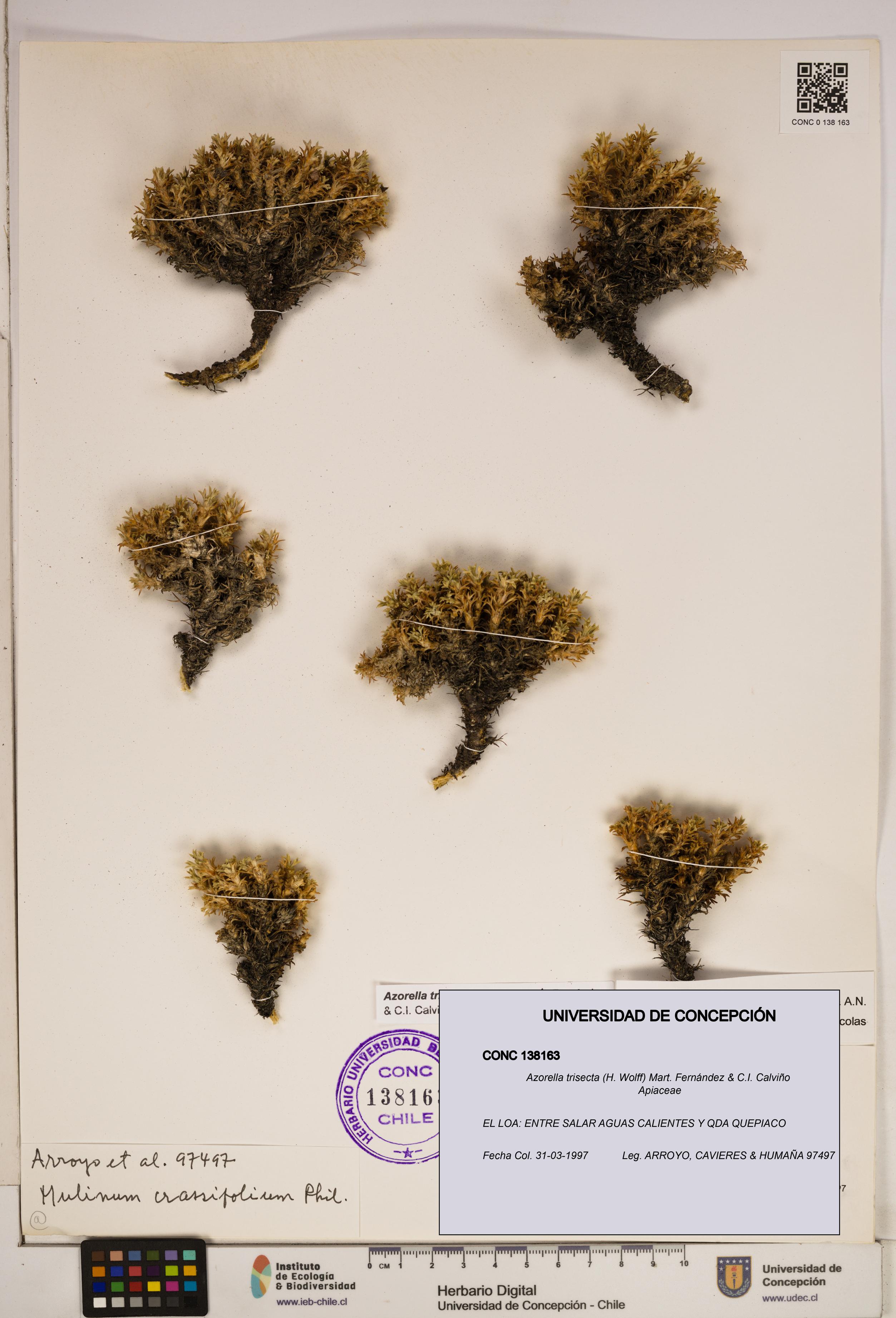 Azorella trisecta [Espécimen: ]