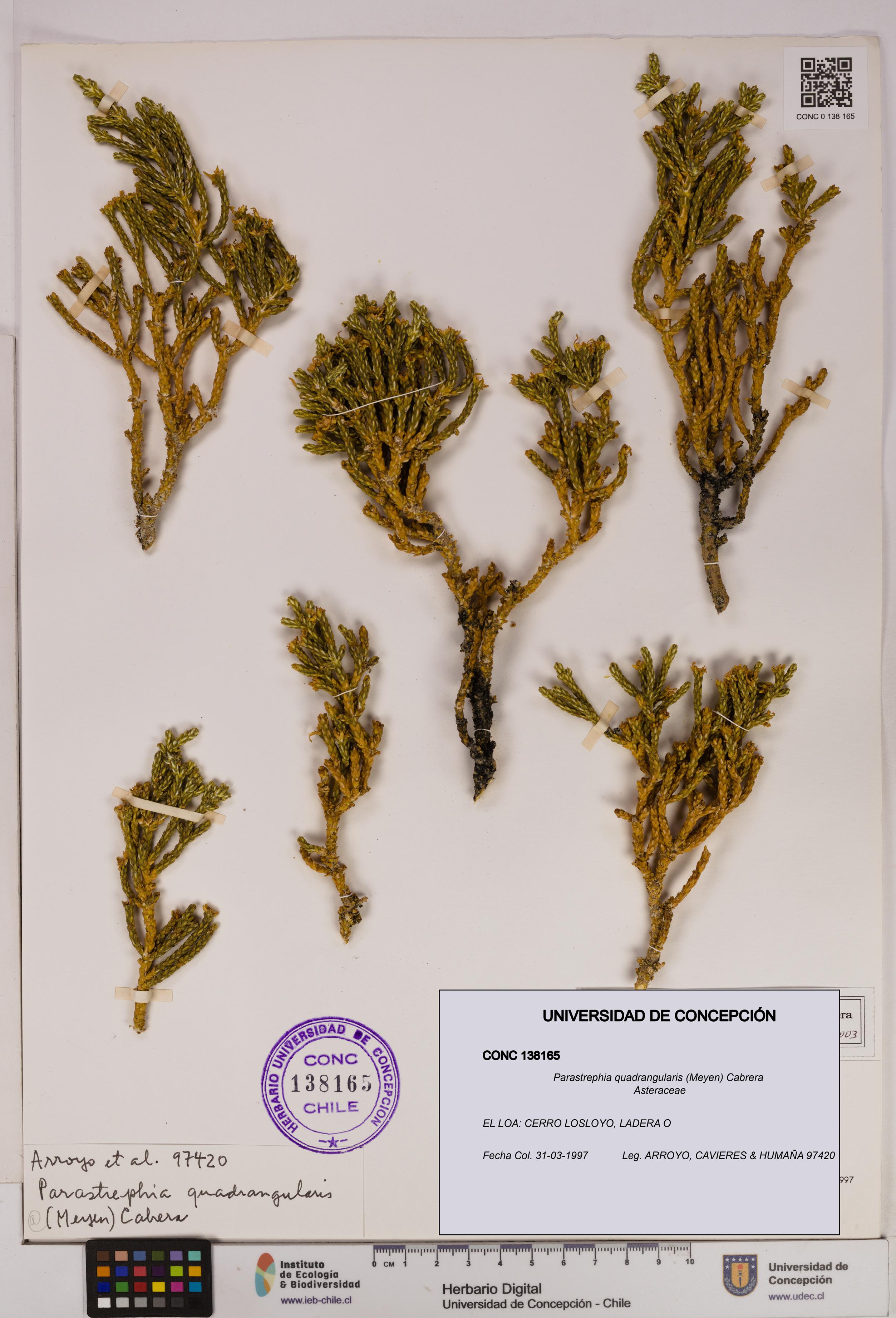 Parastrephia quadrangularis [Espécimen: UDEC:CONC:0138165]