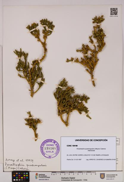 Parastrephia quadrangularis [Espécimen: UDEC:CONC:0138168]