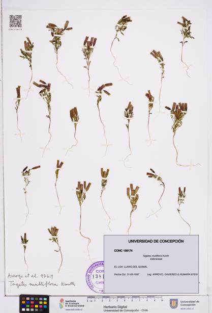 Tagetes multiflora [Espécimen: ]