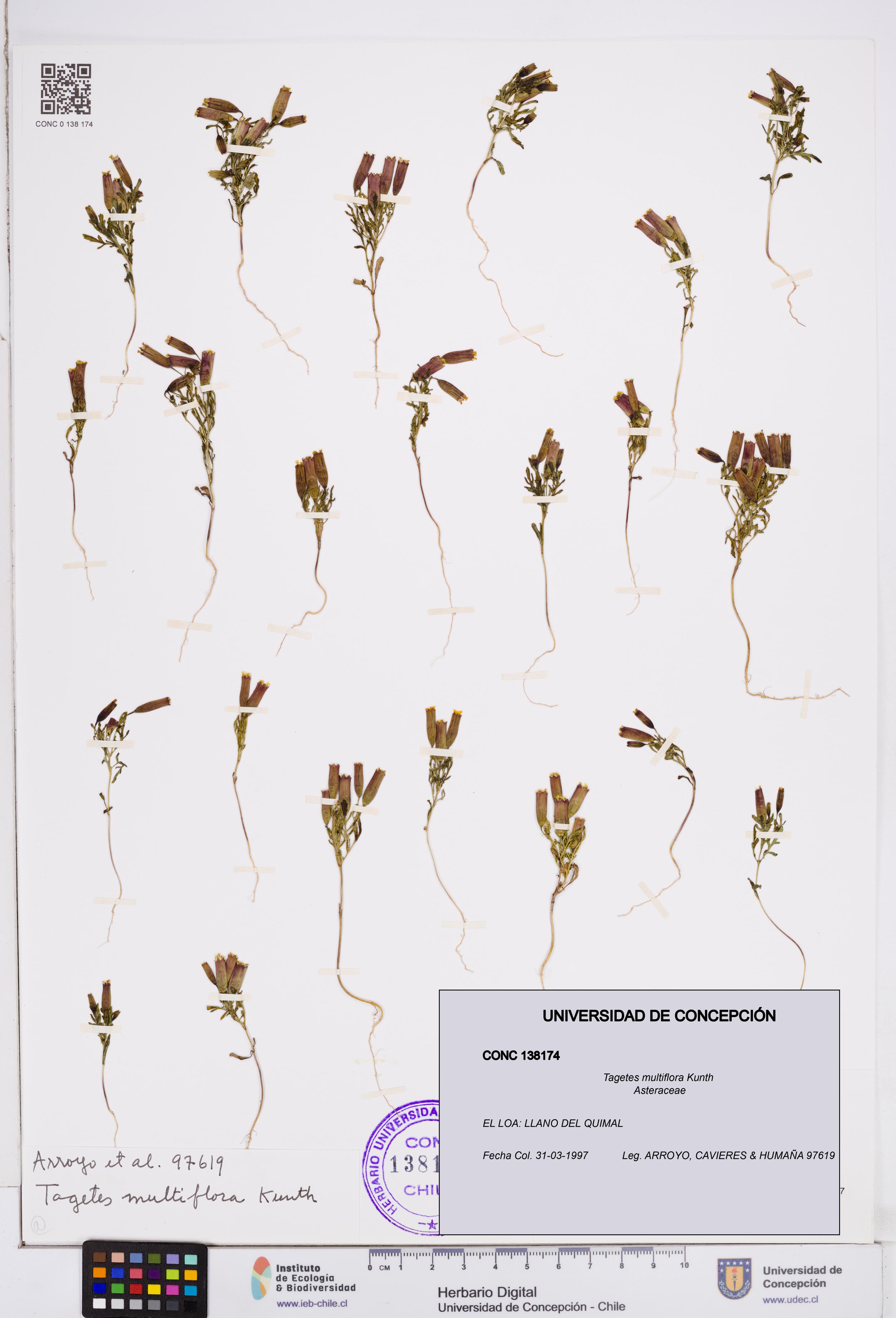 Tagetes multiflora [Espécimen: ]
