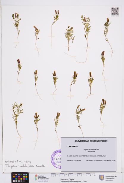 Tagetes multiflora [Espécimen: ]
