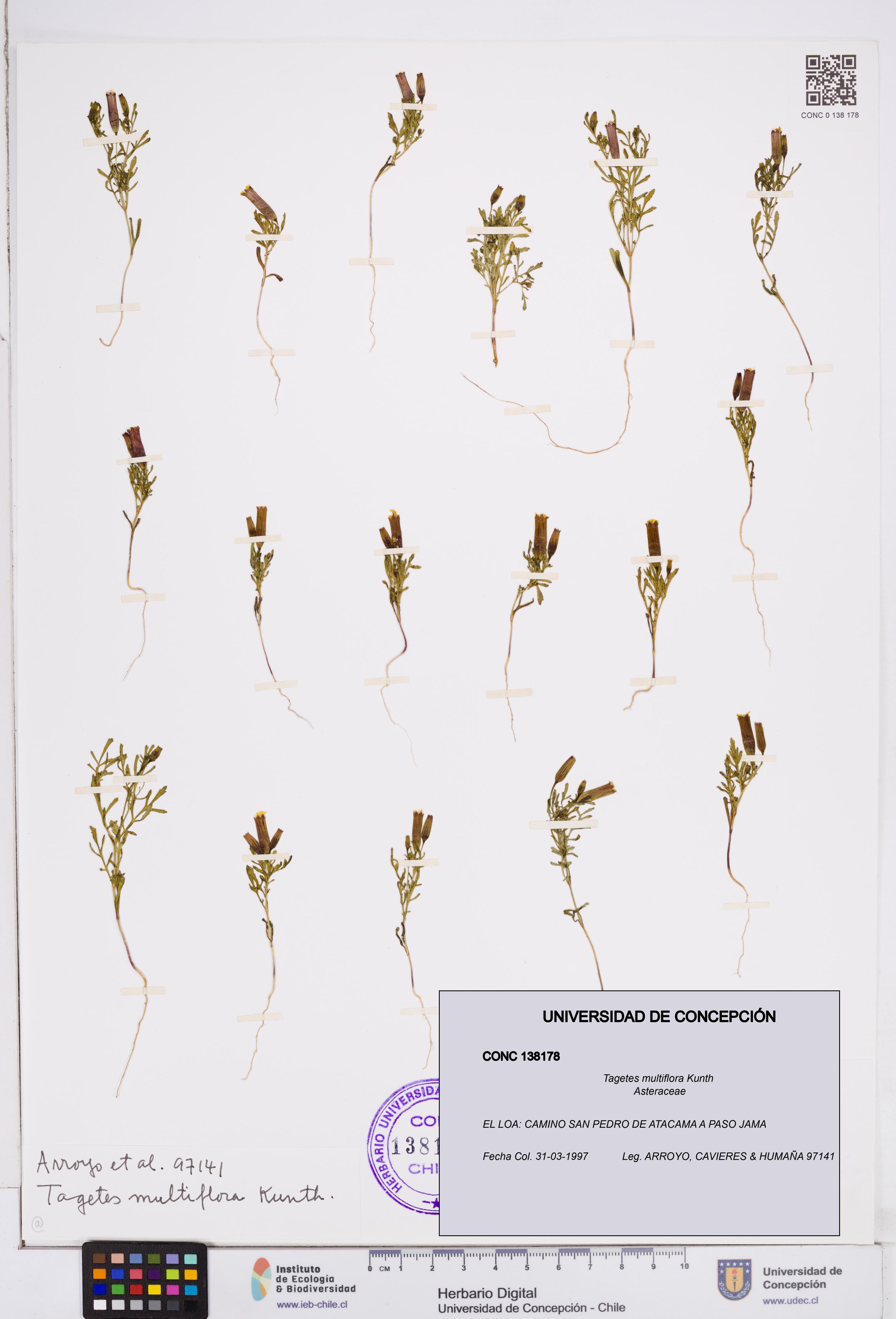 Tagetes multiflora [Espécimen: ]
