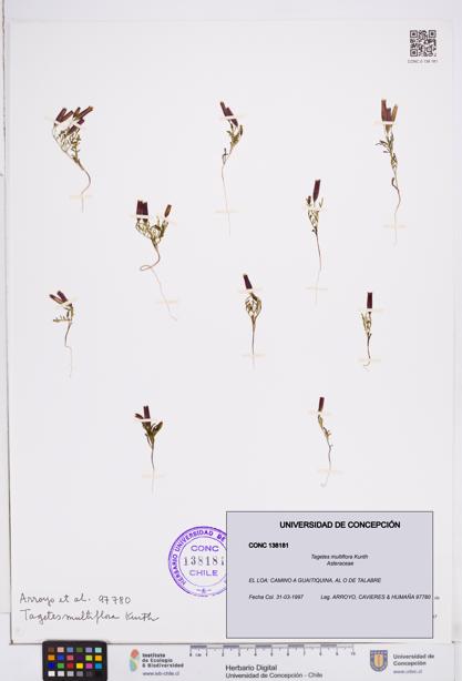 Tagetes multiflora [Espécimen: ]