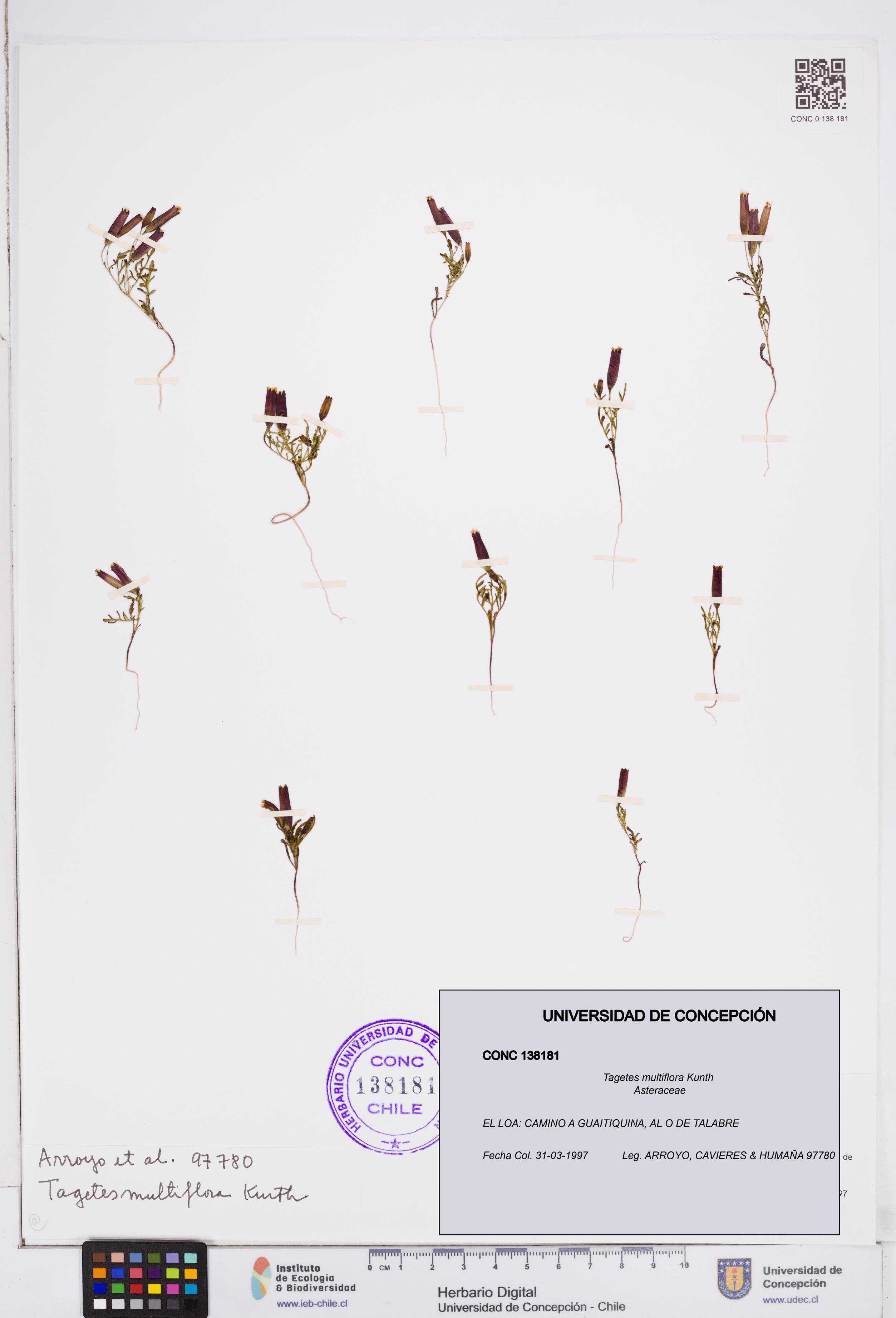 Tagetes multiflora [Espécimen: ]