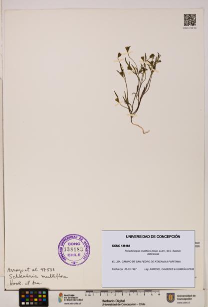 Picradeniopsis multiflora [Espécimen: ]