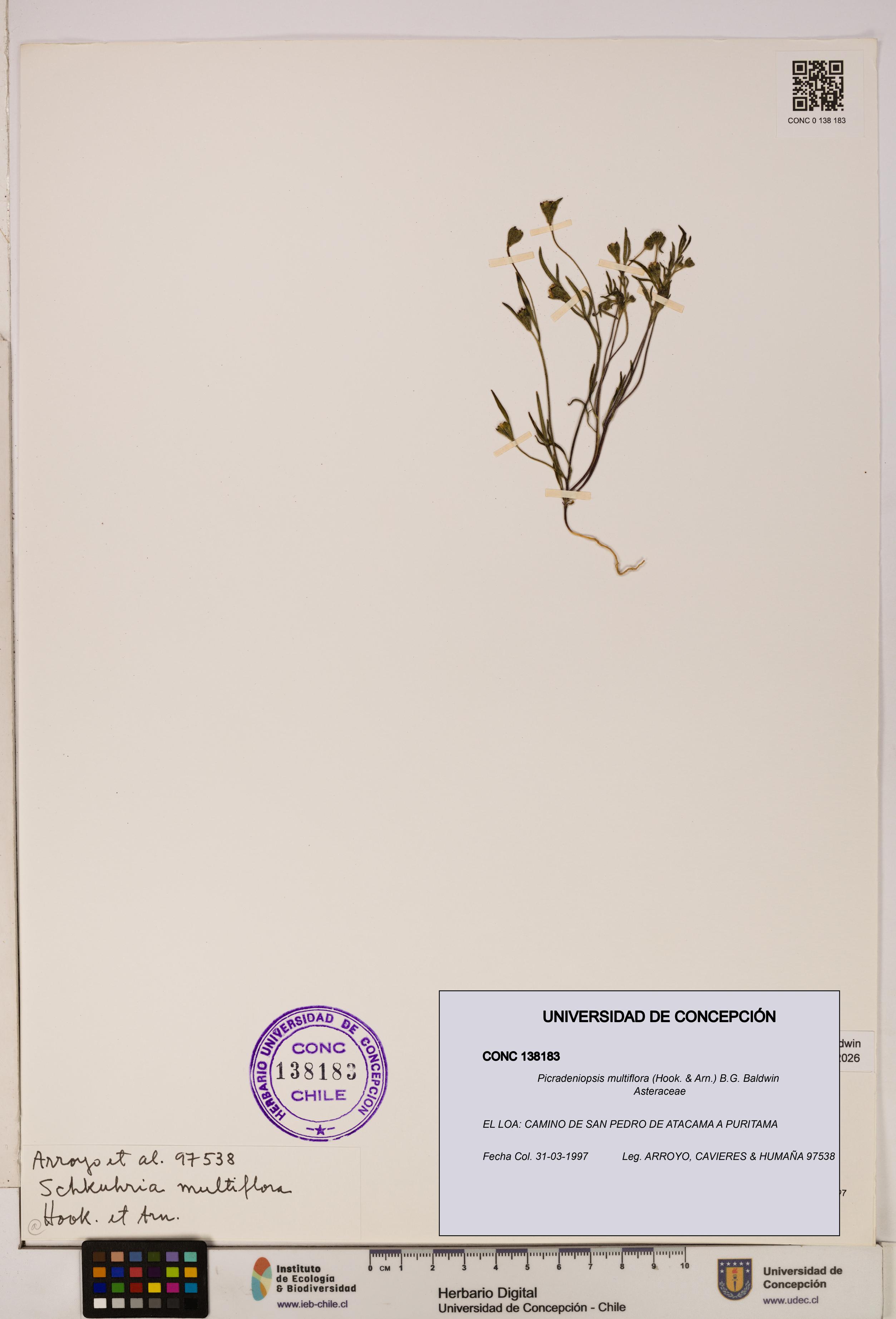 Picradeniopsis multiflora [Espécimen: ]