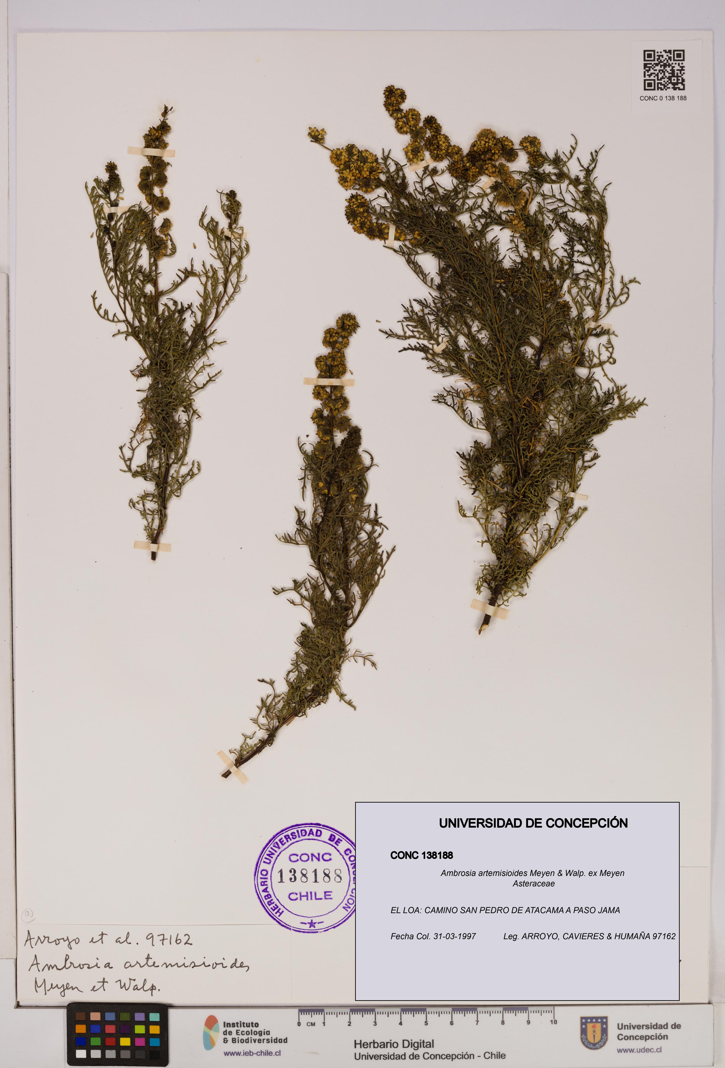 Ambrosia artemisioides [Espécimen: UDEC:CONC:0138188]