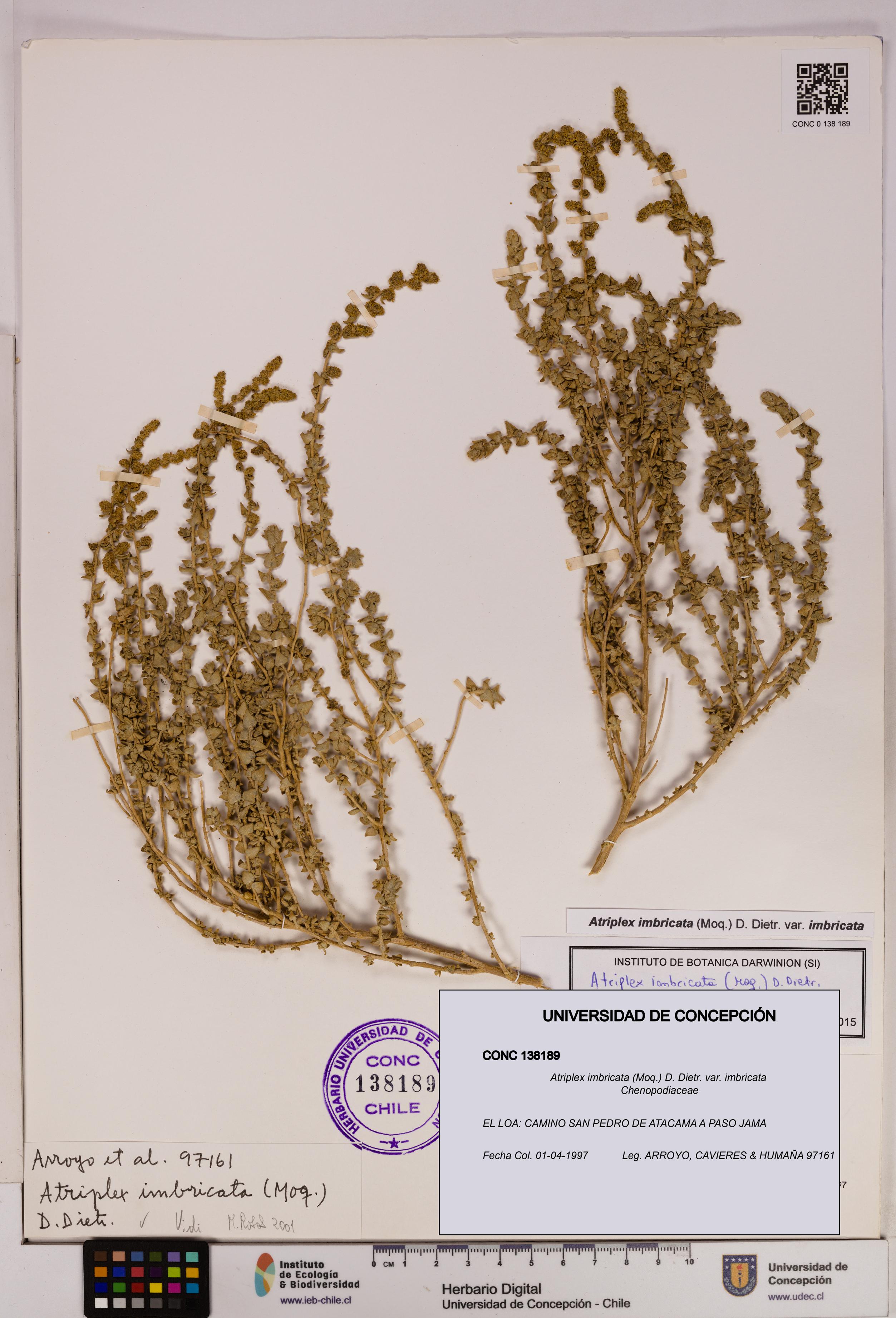 Atriplex imbricata [Espécimen: UDEC:CONC:0138189]