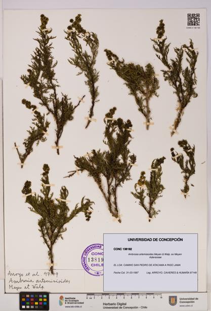 Ambrosia artemisioides [Espécimen: UDEC:CONC:0138192]