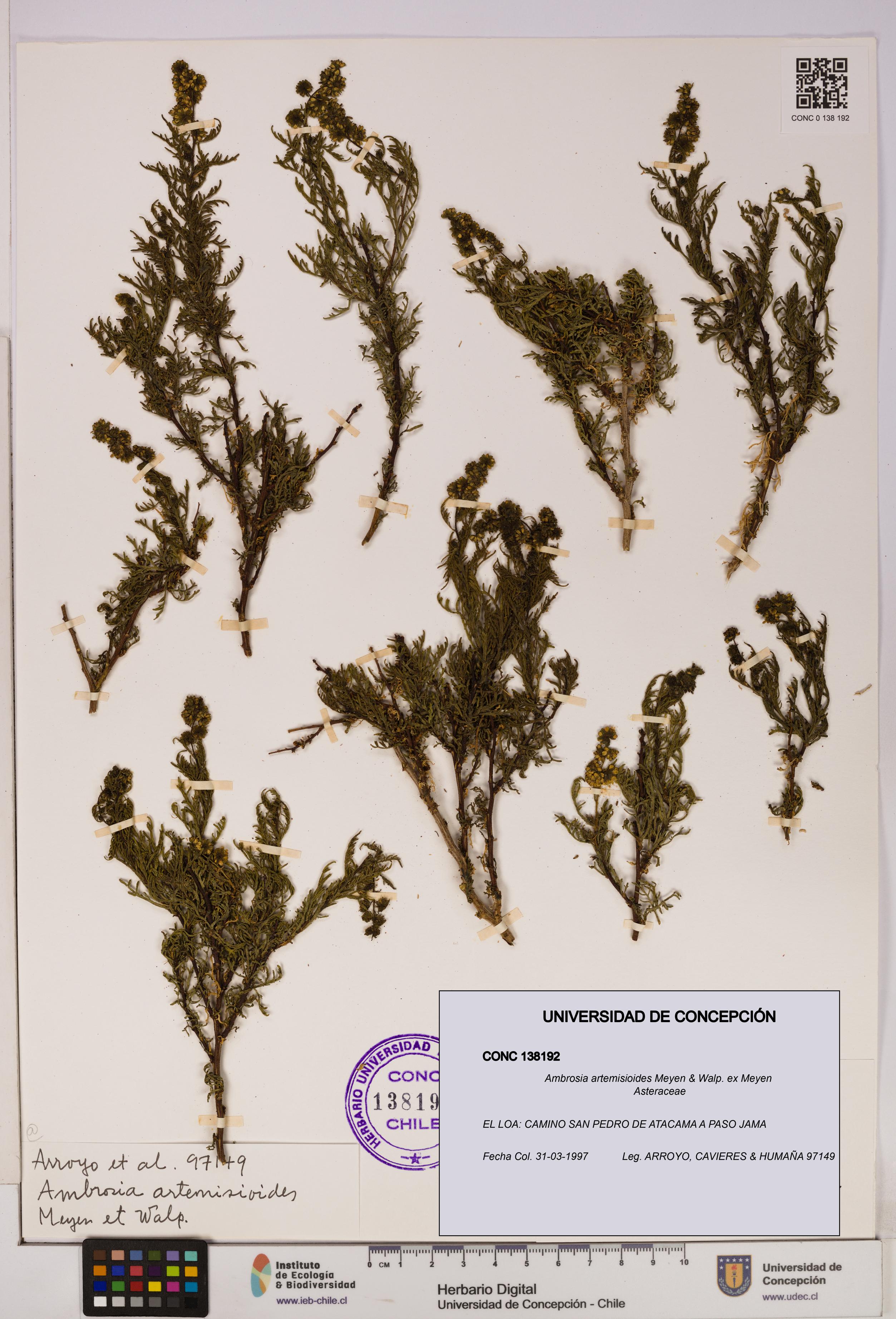 Ambrosia artemisioides [Espécimen: UDEC:CONC:0138192]