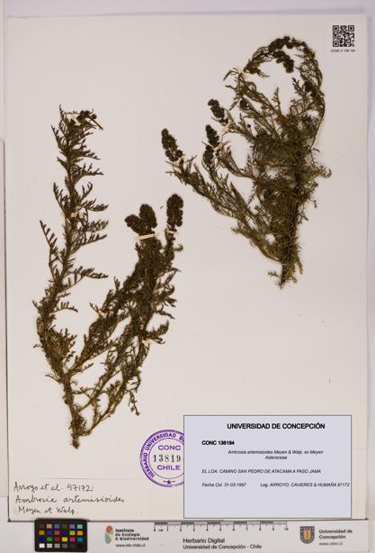Ambrosia artemisioides [Espécimen: UDEC:CONC:0138194]