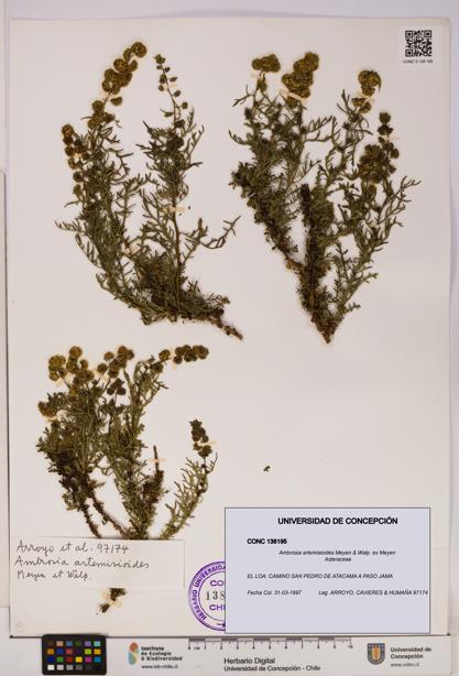 Ambrosia artemisioides [Espécimen: UDEC:CONC:0138195]
