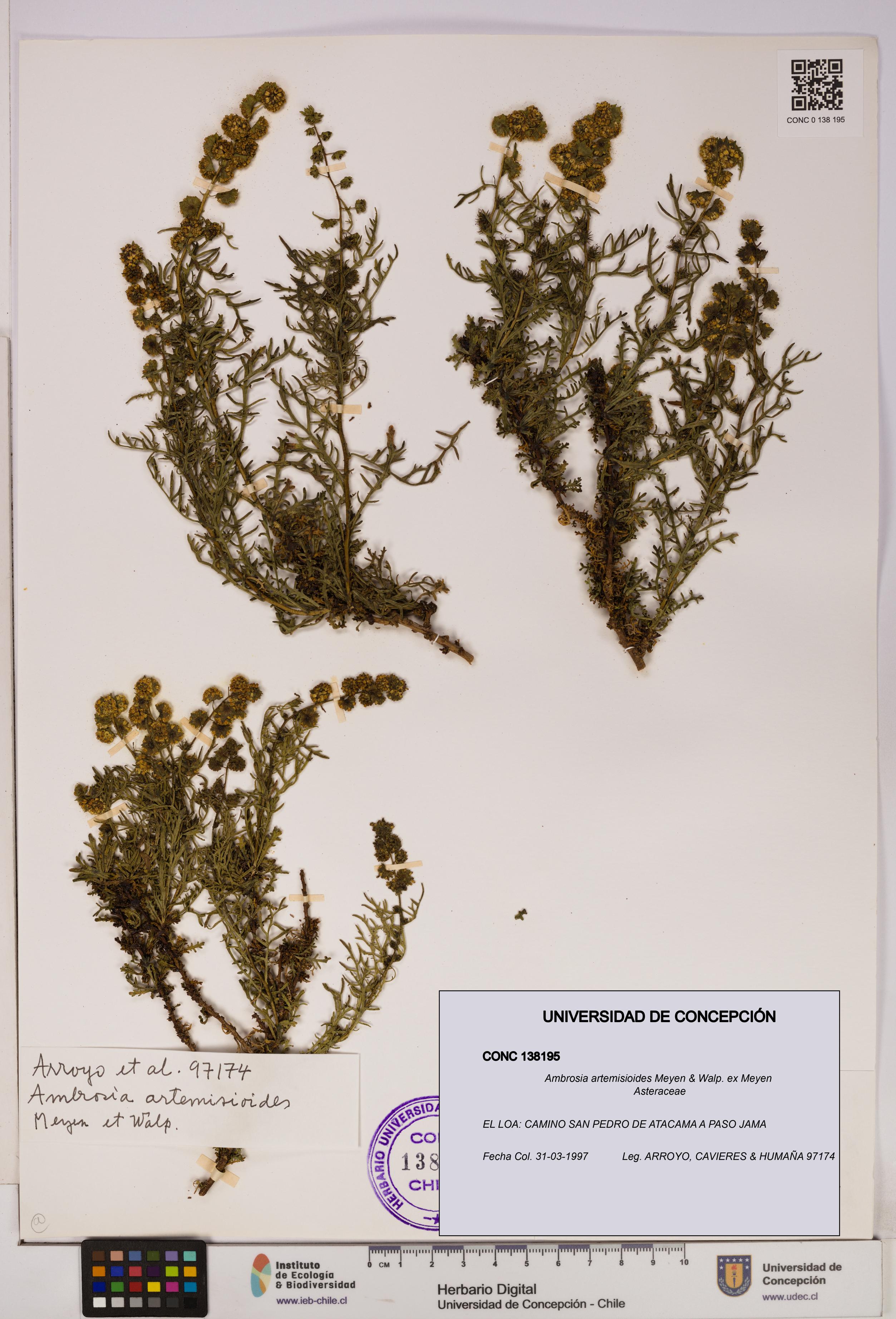 Ambrosia artemisioides [Espécimen: UDEC:CONC:0138195]