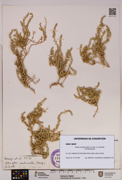 Atriplex imbricata [Espécimen: UDEC:CONC:0138197]