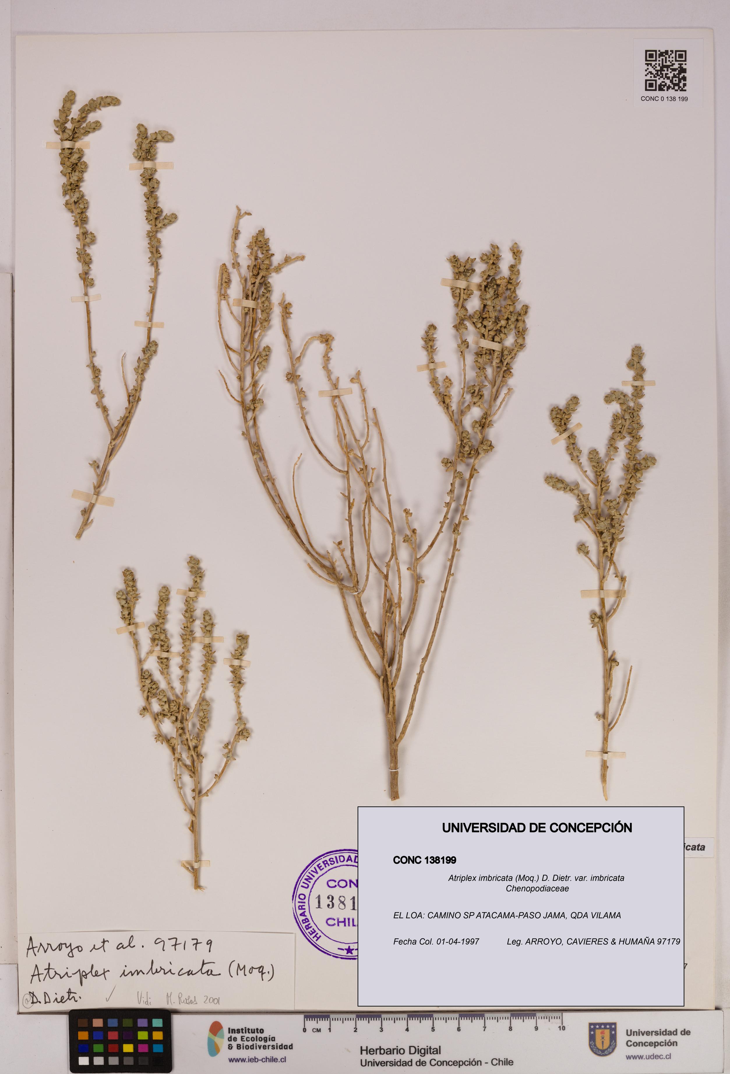 Atriplex imbricata [Espécimen: UDEC:CONC:0138199]