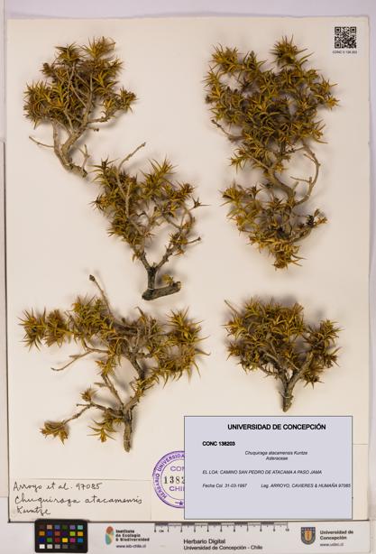 Chuquiraga atacamensis [Espécimen: UDEC:CONC:0138203]