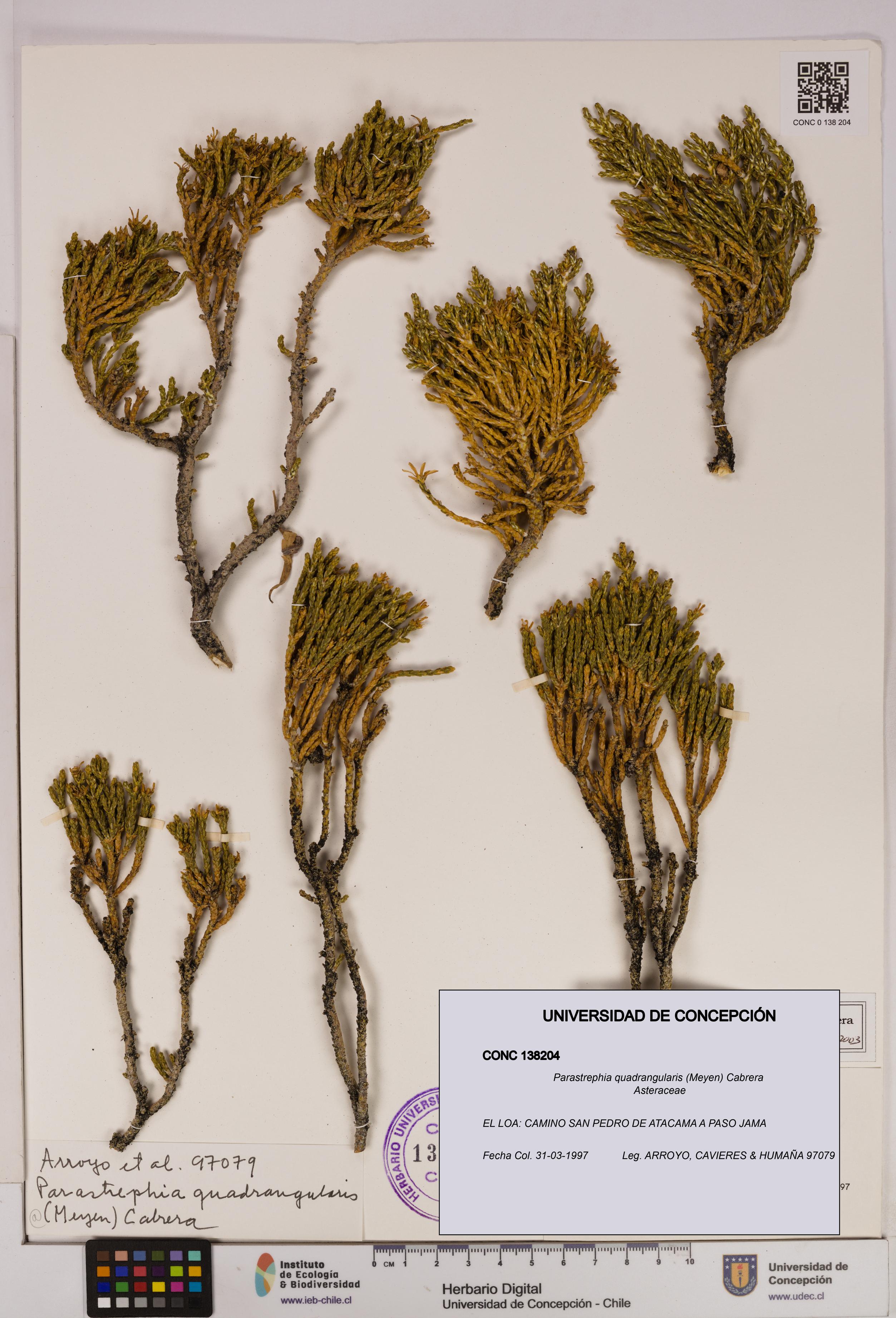 Parastrephia quadrangularis [Espécimen: UDEC:CONC:0138204]