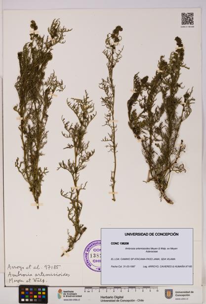 Ambrosia artemisioides [Espécimen: UDEC:CONC:0138208]