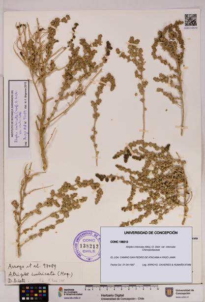 Atriplex imbricata [Espécimen: UDEC:CONC:0138212]