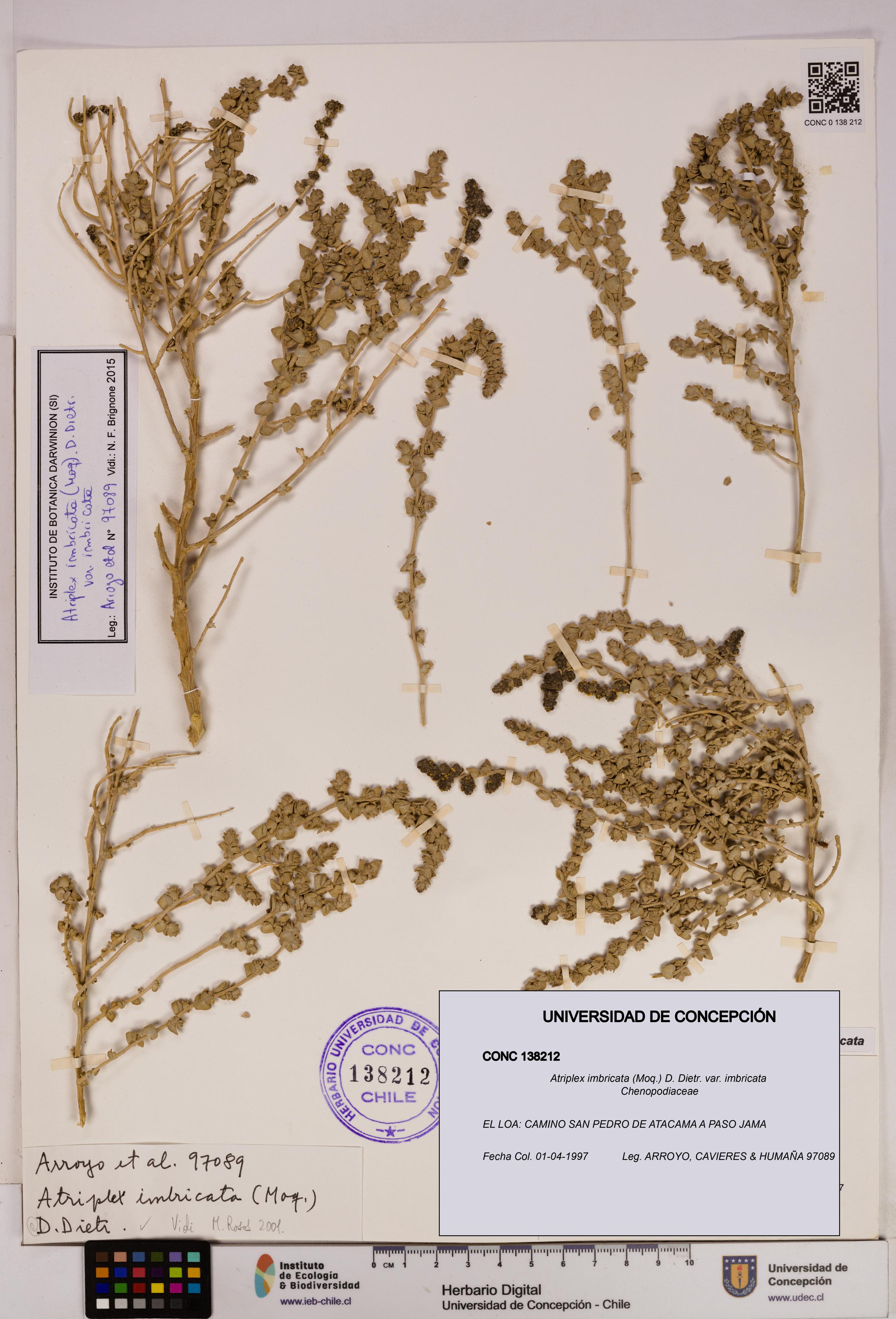 Atriplex imbricata [Espécimen: UDEC:CONC:0138212]