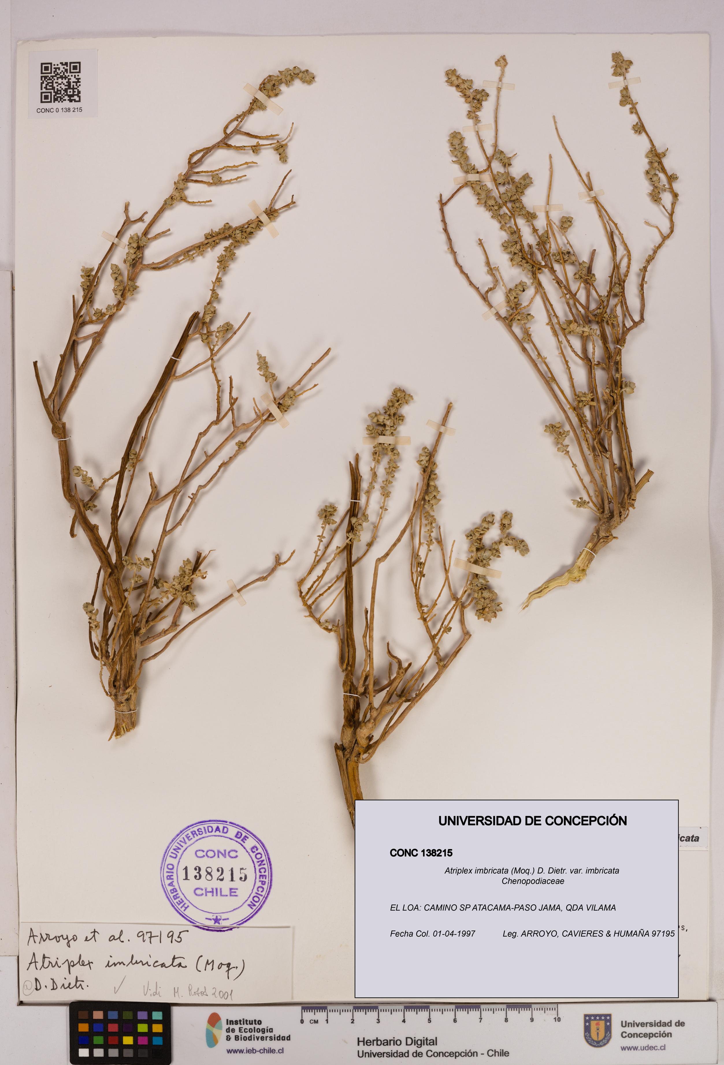 Atriplex imbricata [Espécimen: UDEC:CONC:0138215]