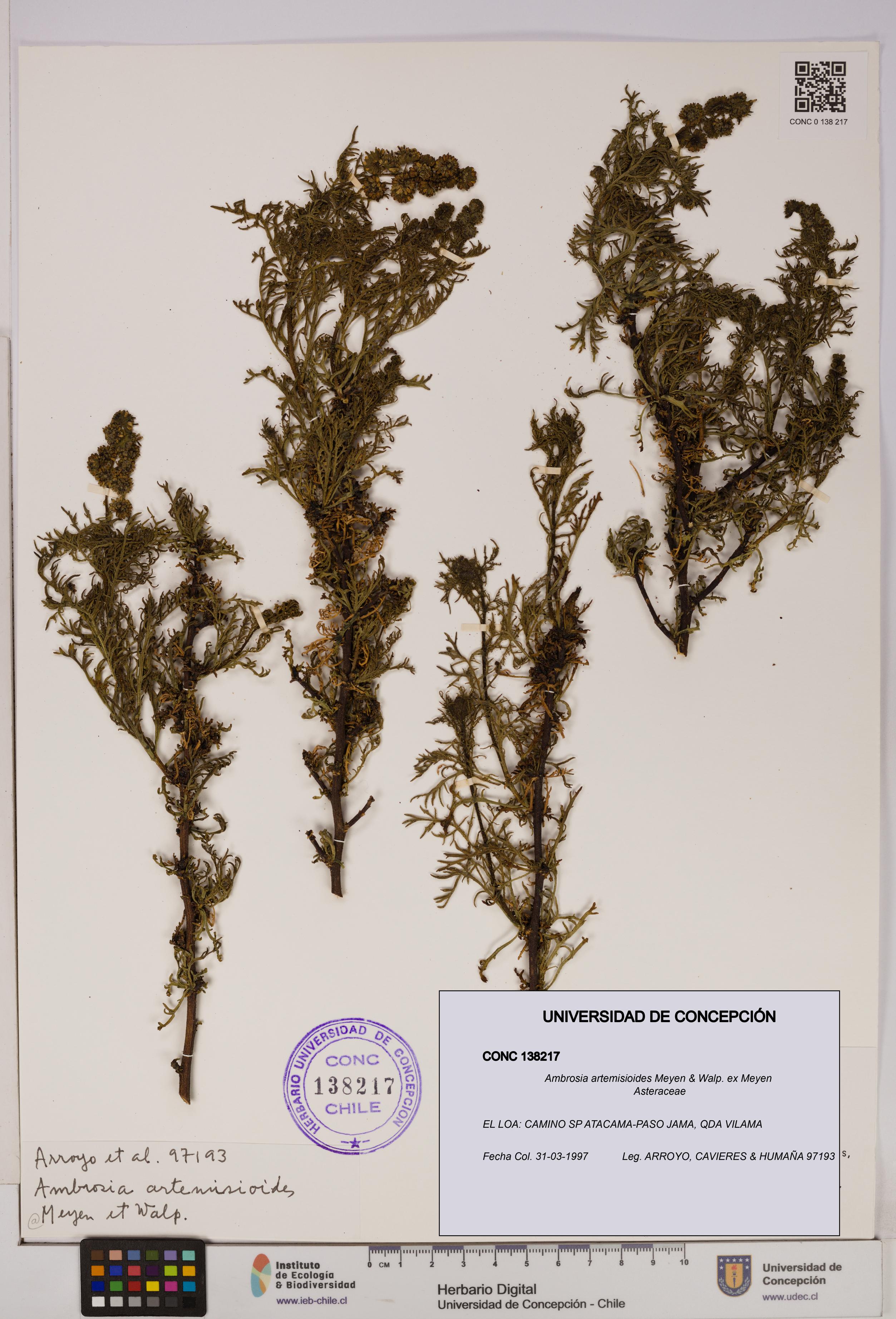 Ambrosia artemisioides [Espécimen: UDEC:CONC:0138217]
