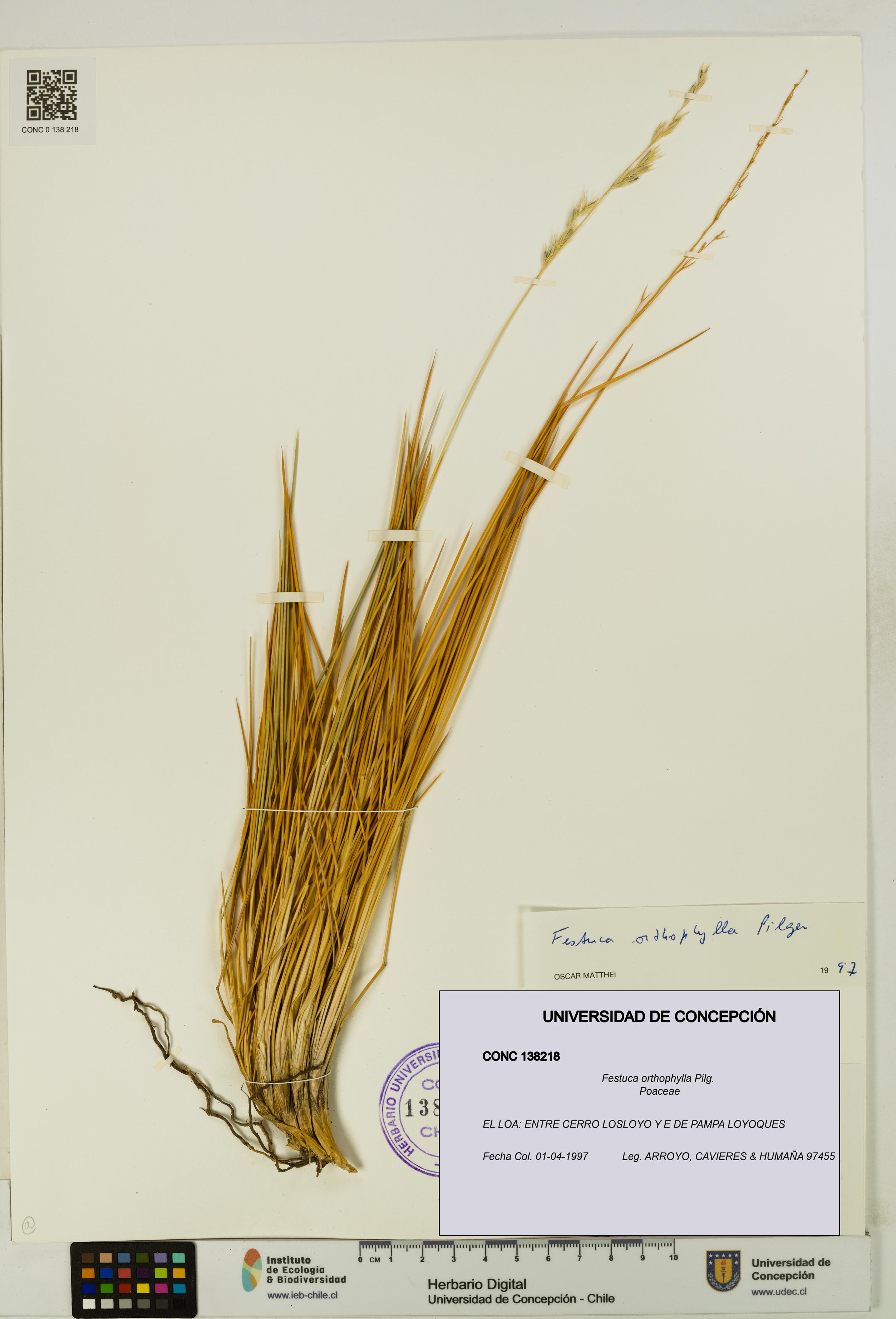 Festuca orthophylla [Espécimen: UDEC:CONC:0138218]
