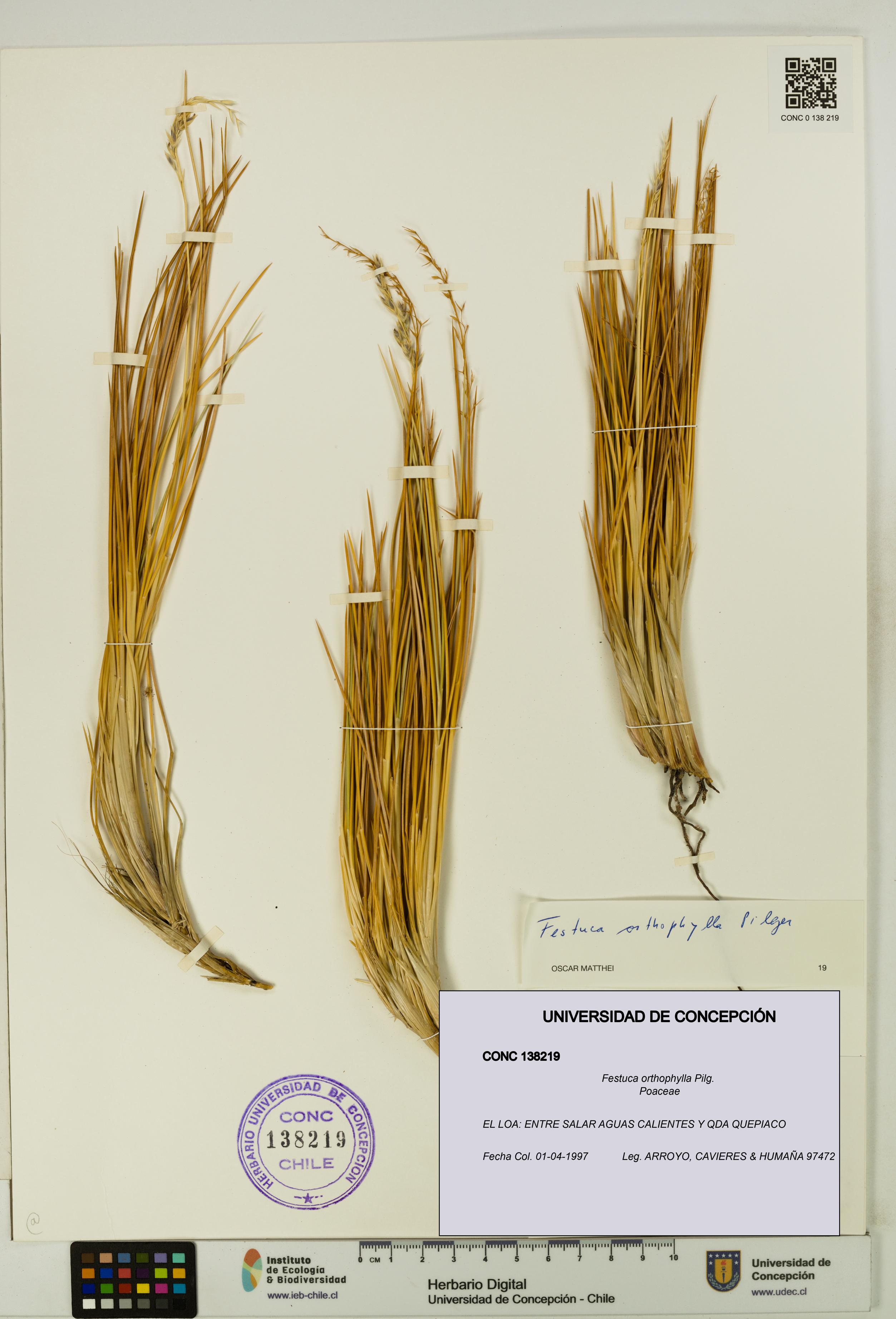 Festuca orthophylla [Espécimen: UDEC:CONC:0138219]
