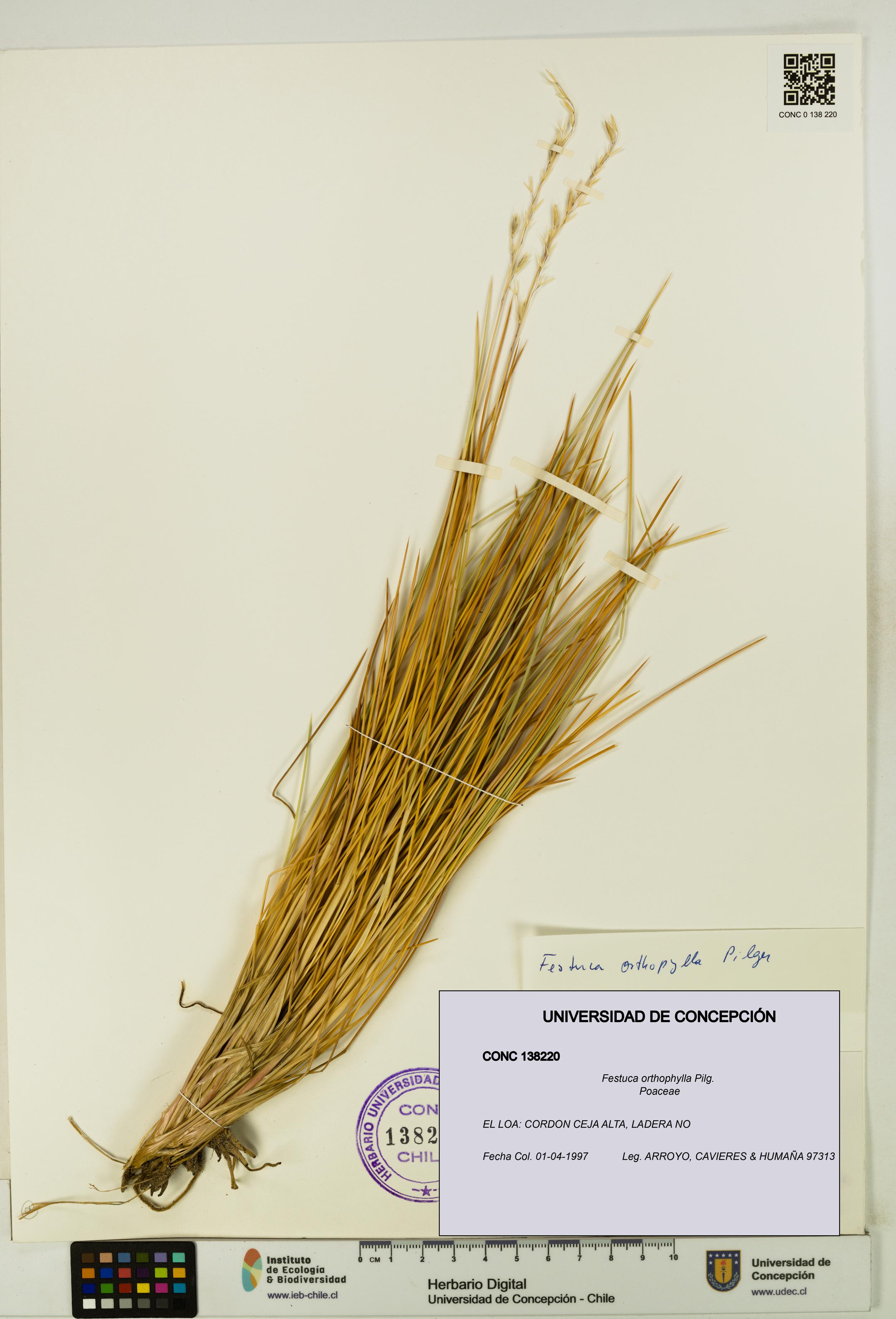 Festuca orthophylla [Espécimen: UDEC:CONC:0138220]