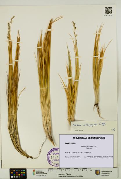 Festuca orthophylla [Espécimen: UDEC:CONC:0138221]