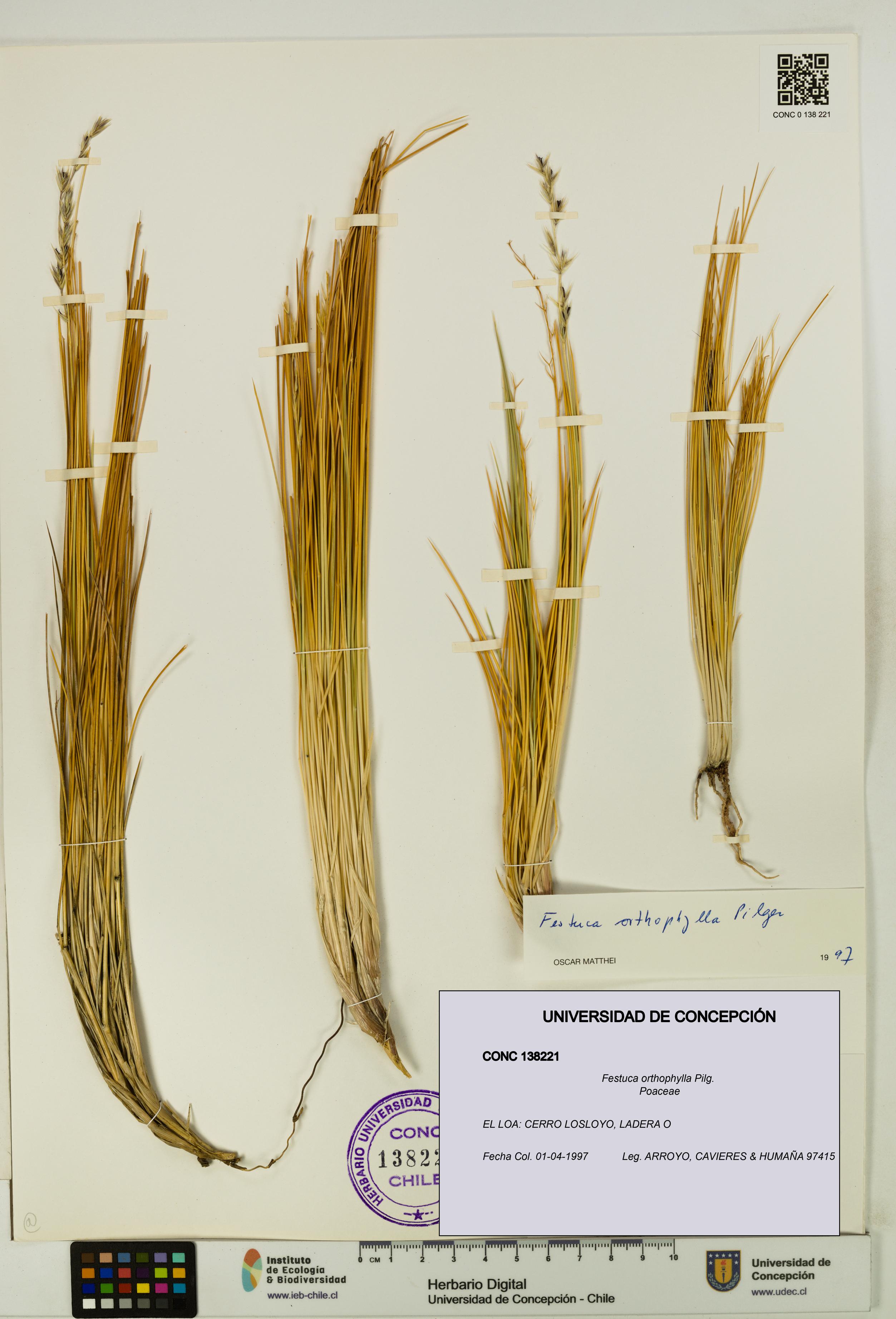 Festuca orthophylla [Espécimen: UDEC:CONC:0138221]