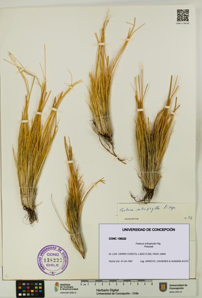 Festuca orthophylla [Espécimen: UDEC:CONC:0138222]