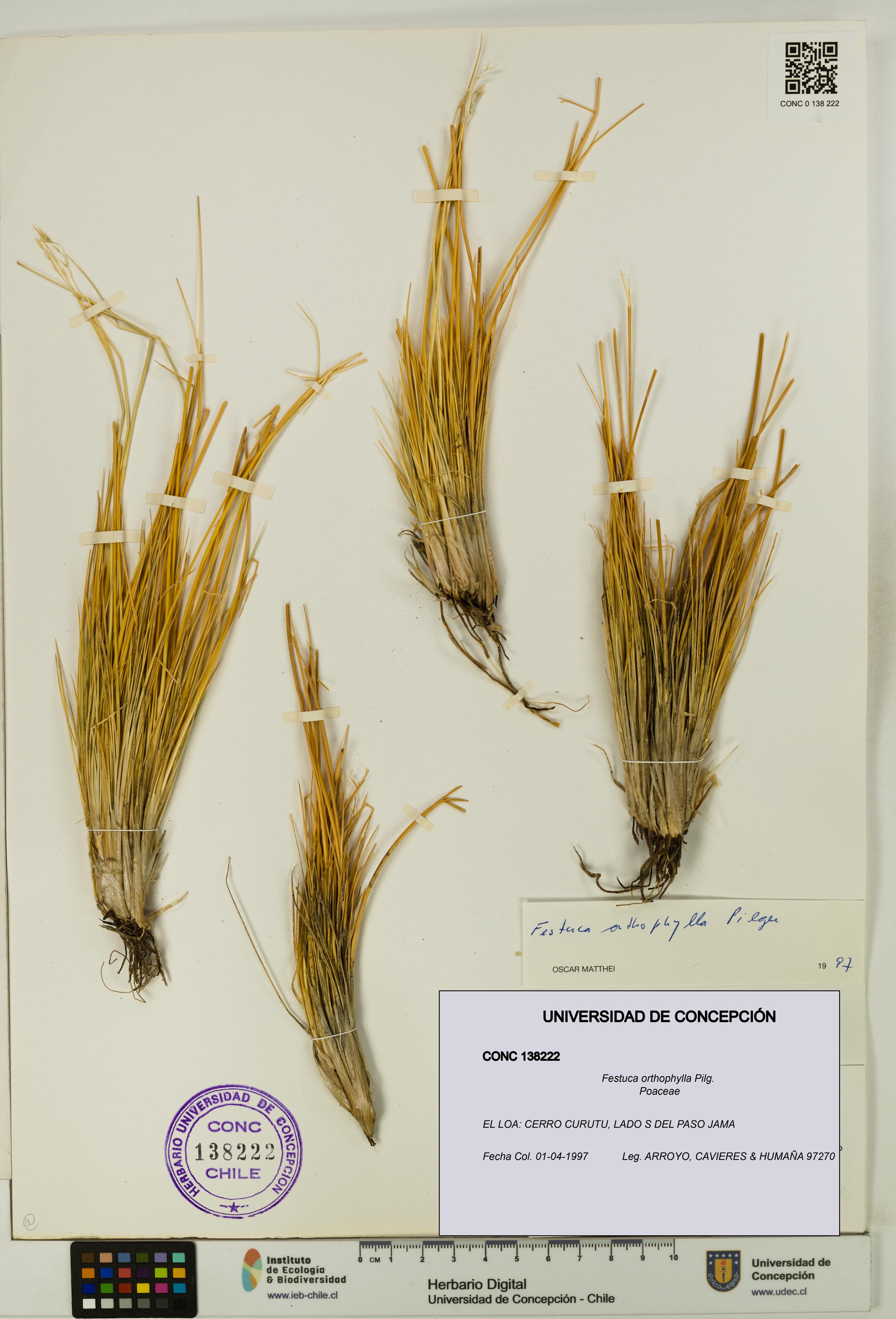 Festuca orthophylla [Espécimen: UDEC:CONC:0138222]