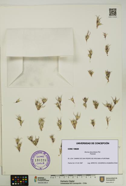 Munroa decumbens [Espécimen: UDEC:CONC:0138229]