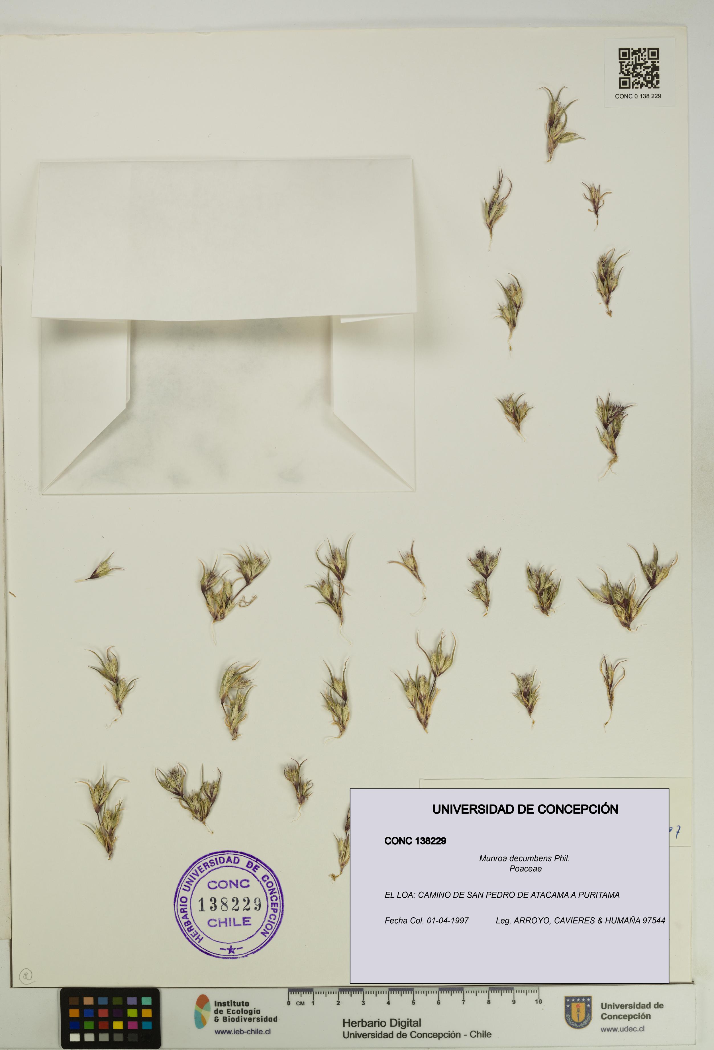 Munroa decumbens [Espécimen: UDEC:CONC:0138229]