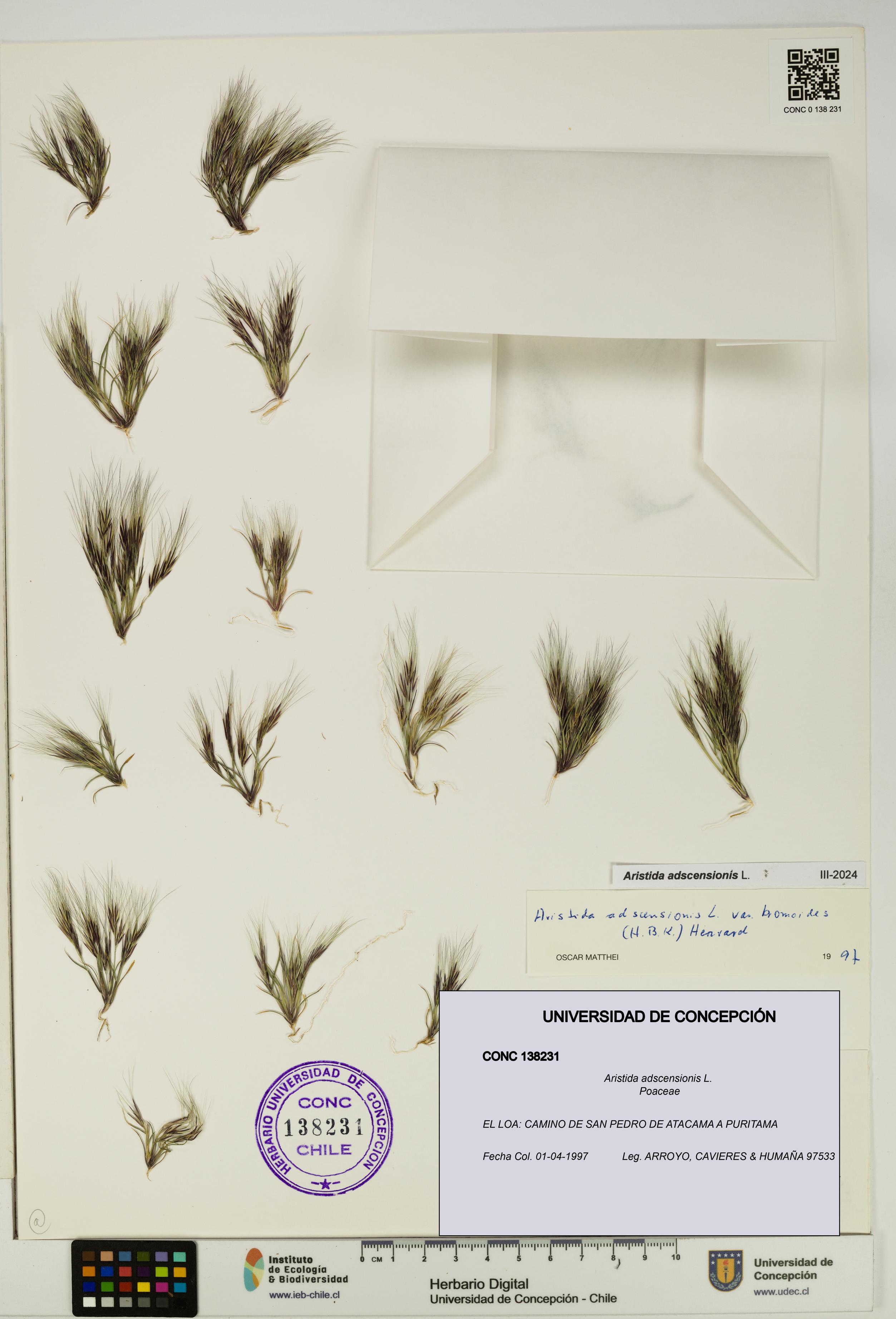 Aristida adscensionis [Espécimen: UDEC:CONC:0138231]