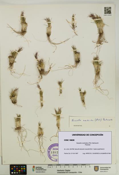 Nassella nardoides [Espécimen: UDEC:CONC:0138235]