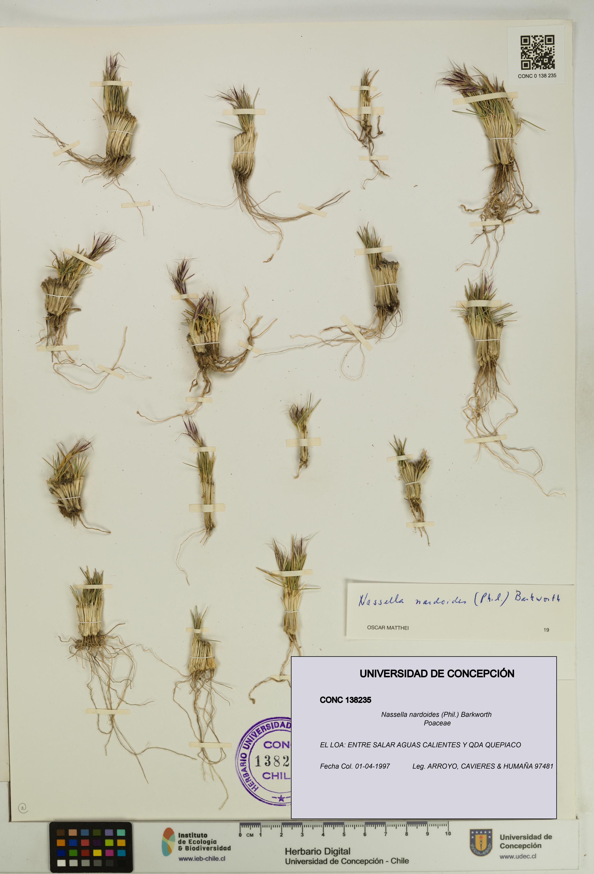 Nassella nardoides [Espécimen: UDEC:CONC:0138235]