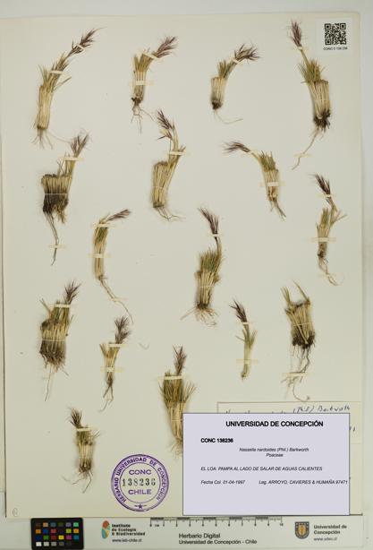 Nassella nardoides [Espécimen: UDEC:CONC:0138236]