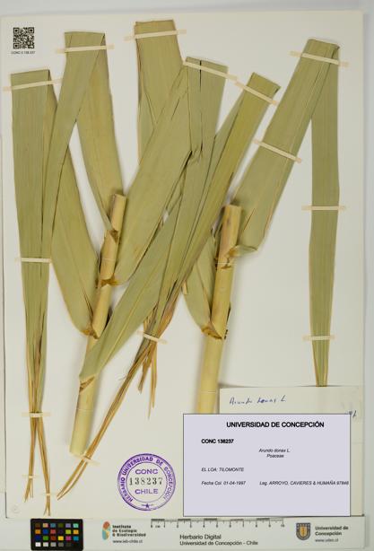 Arundo donax [Espécimen: UDEC:CONC:0138237]