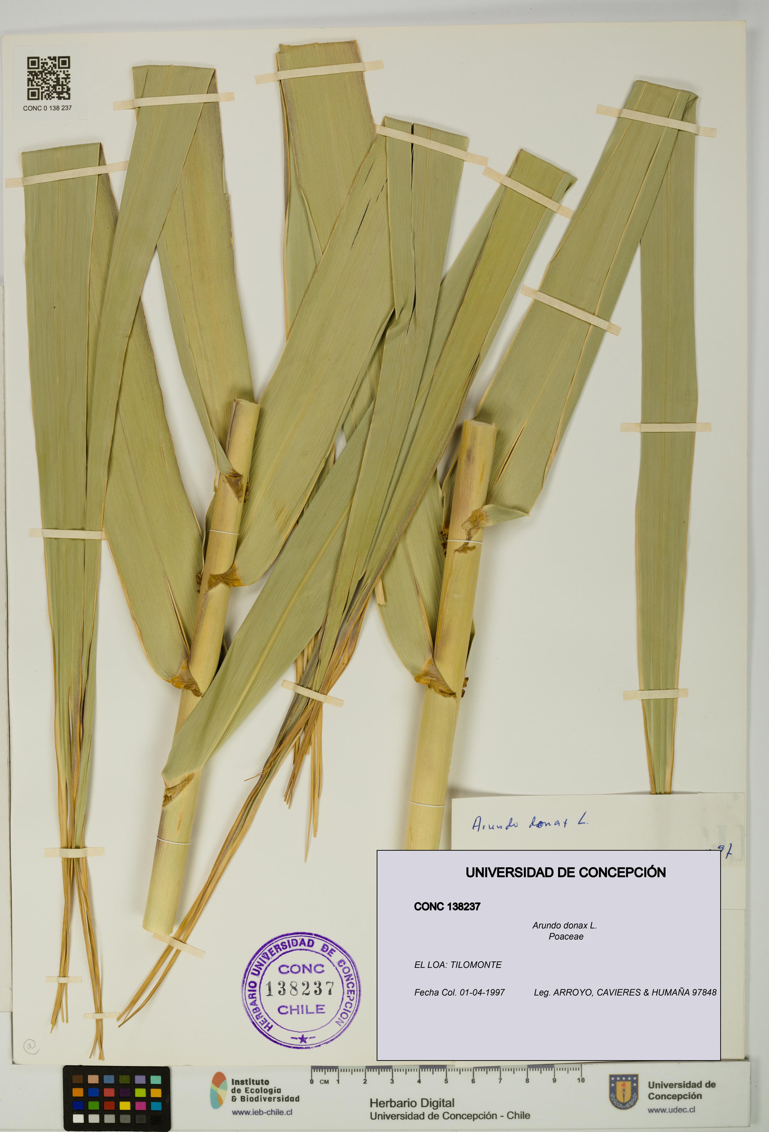 Arundo donax [Espécimen: UDEC:CONC:0138237]