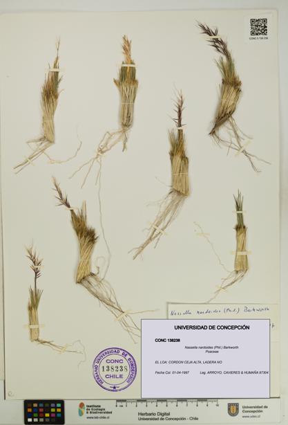 Nassella nardoides [Espécimen: UDEC:CONC:0138238]