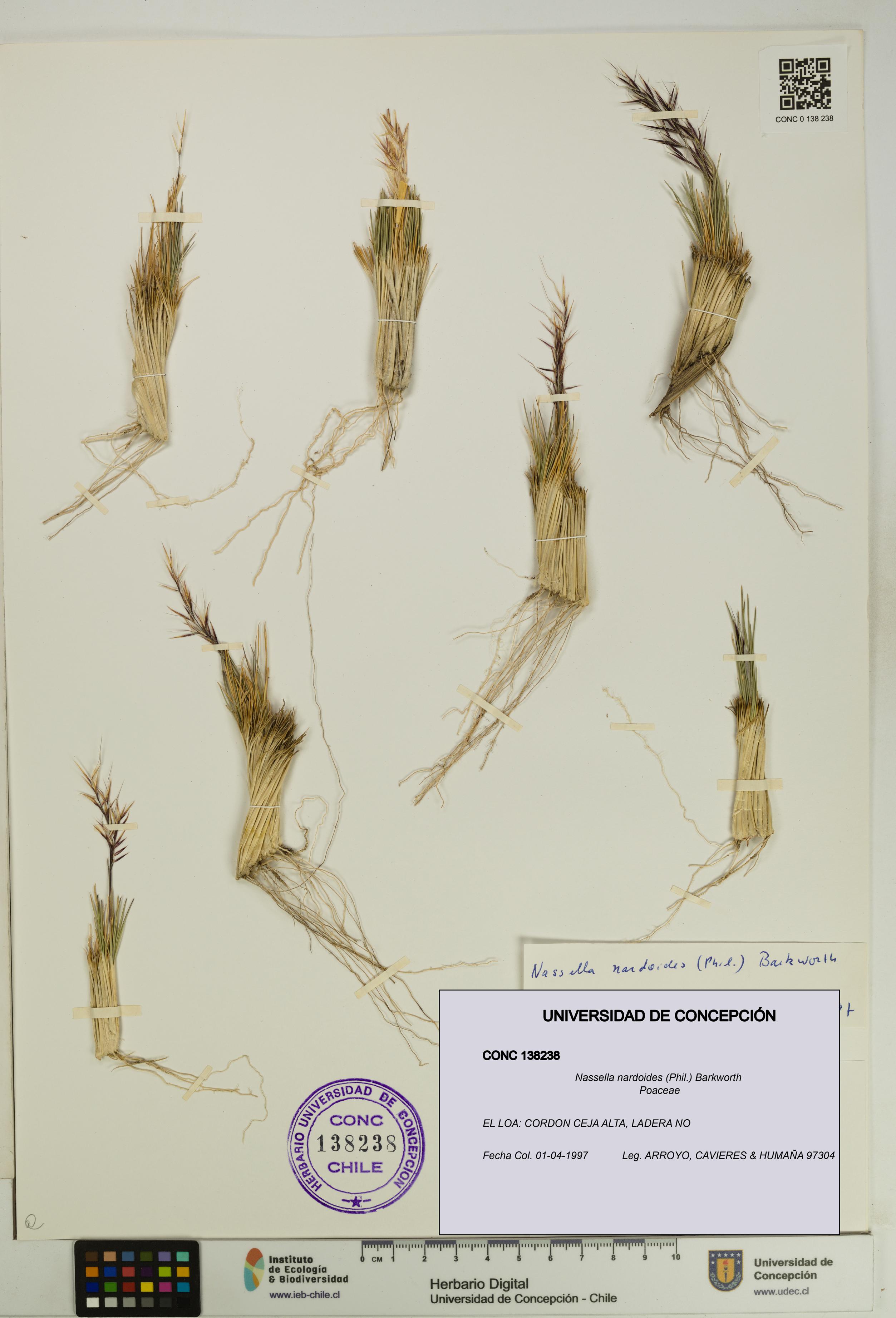 Nassella nardoides [Espécimen: UDEC:CONC:0138238]